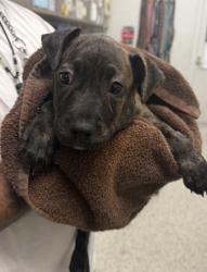 Shelter Stray Female Dog last seen E 41st St & Jackson Ave, KCMO, 64130, 64130, MO, 7077 Elmwood Ave, Kansas City, MO 64132, USA