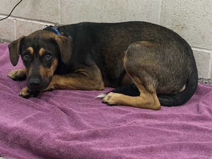 Shelter Stray Male Dog last seen Near Park Ave, 64132, MO, 7077 Elmwood Ave, Kansas City, MO 64132, USA