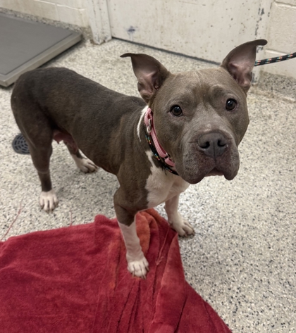 Shelter Stray Female Dog last seen Near Winchester, 64133, MO, 7077 Elmwood Ave, Kansas City, MO 64132, USA