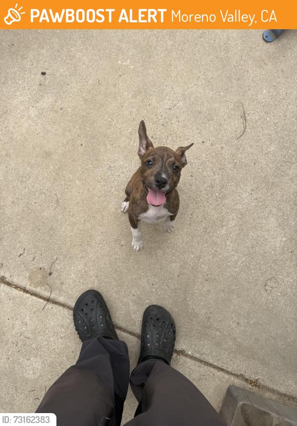 Found/Stray Male Dog last seen Kitchen st eucalyptus, Moreno Valley, CA 92551