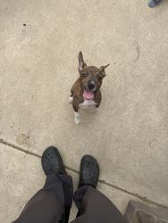 Found/Stray Male Dog last seen Kitchen st eucalyptus, Moreno Valley, CA 92551