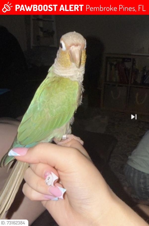 Lost Male Bird last seen Nw 15th court & University Drive, Pembroke Pines, FL 33024