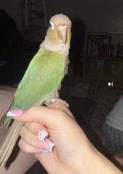 Lost Male Bird last seen Nw 15th court & University Drive, Pembroke Pines, FL 33024