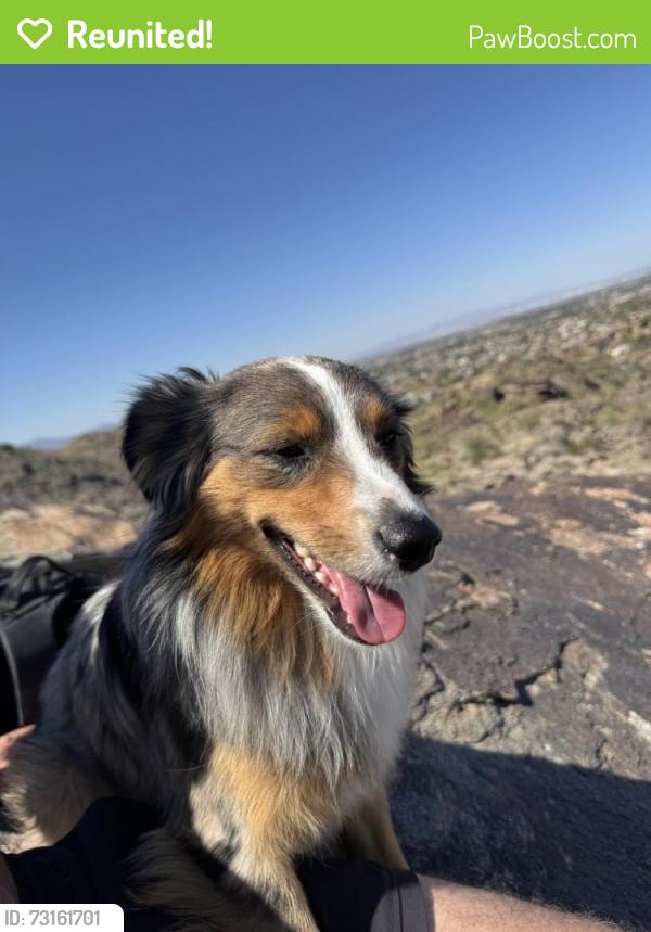 Reunited Male Dog last seen Tempe Town Lake, Tempe, AZ 85288