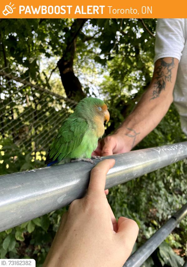 Found/Stray Unknown Bird last seen Riverdale Park, along Broadview, Toronto, ON 