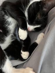 Reunited Female Cat last seen St. Rose of Lima, Milwaukee, WI 53208