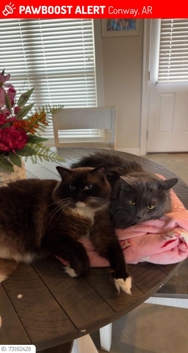 Lost Male Cat last seen harps , new life church, walmart, Conway, AR 72034