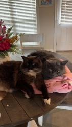 Lost Male Cat last seen harps , new life church, walmart, Conway, AR 72034