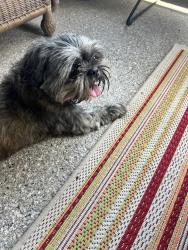 Found/Stray Male Dog last seen Loire Blvd, Lipes, Corpus Christi, TX 78414