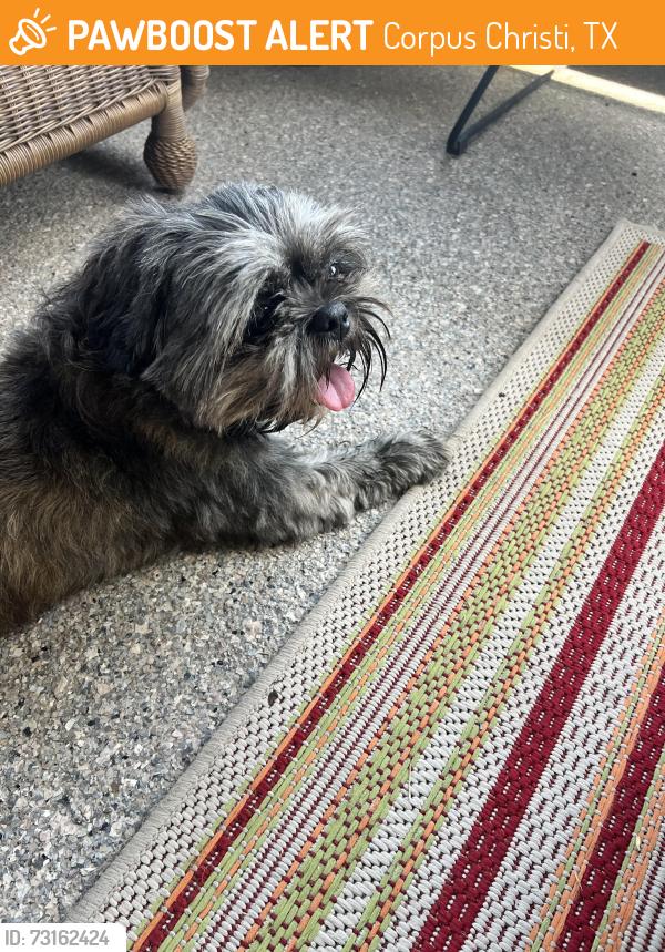 Found/Stray Male Dog last seen Loire Blvd, Lipes, Corpus Christi, TX 78414