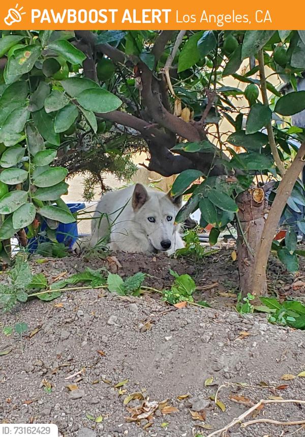 Found/Stray Unknown Dog last seen On 6500 block of S Van Ness Ave, Los Angeles, CA 90047