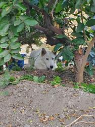 Found/Stray Unknown Dog last seen On 6500 block of S Van Ness Ave, Los Angeles, CA 90047