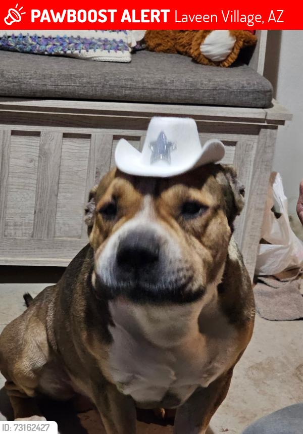 Lost Male Dog last seen 75th ave and southern, Laveen Village, AZ 85339
