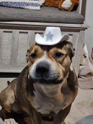 Lost Male Dog last seen 75th ave and southern, Laveen Village, AZ 85339