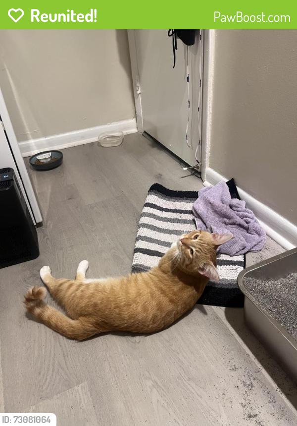 Reunited Male Cat last seen Quince Orchard Blvd, Gaithersburg, MD 20878