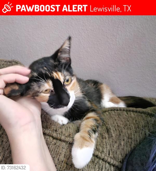 Lost Female Cat last seen Highland Blvd, Lewisville, TX 75067