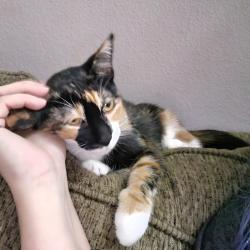Lost Female Cat last seen Highland Blvd, Lewisville, TX 75067