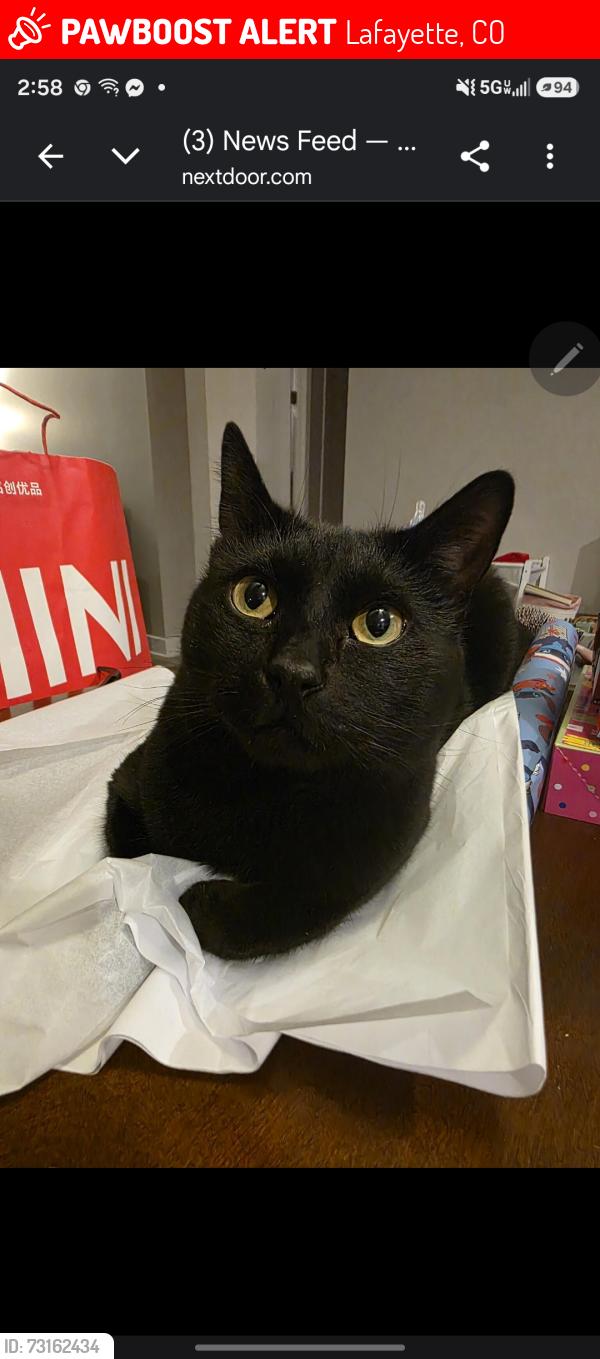 Lost Male Cat last seen Cherrywood park lafayette, Lafayette, CO 80026