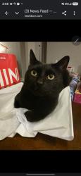 Lost Male Cat last seen Cherrywood park lafayette, Lafayette, CO 80026