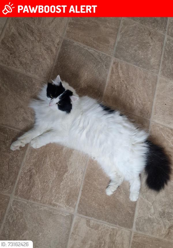 Lost Female Cat last seen Gray street, behind Morrisons, East Riding of Yorkshire, England DN14 6EG