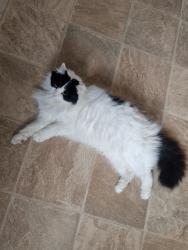 Lost Female Cat last seen Gray street, behind Morrisons, East Riding of Yorkshire, England DN14 6EG