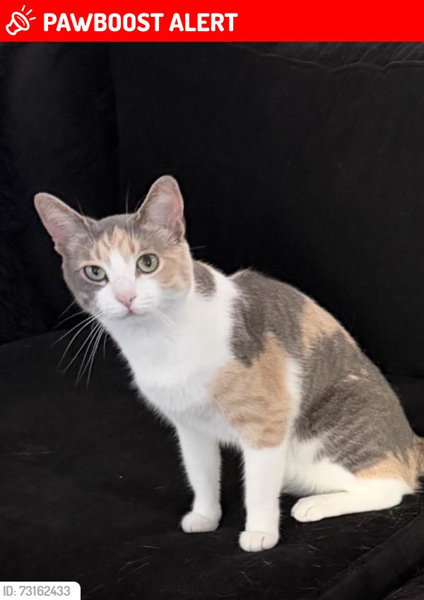 Lost Female Cat last seen Toscani and Western, Rancho Palos Verdes, CA 90275