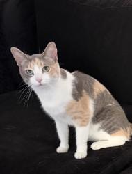 Lost Female Cat last seen Toscani and Western, Rancho Palos Verdes, CA 90275