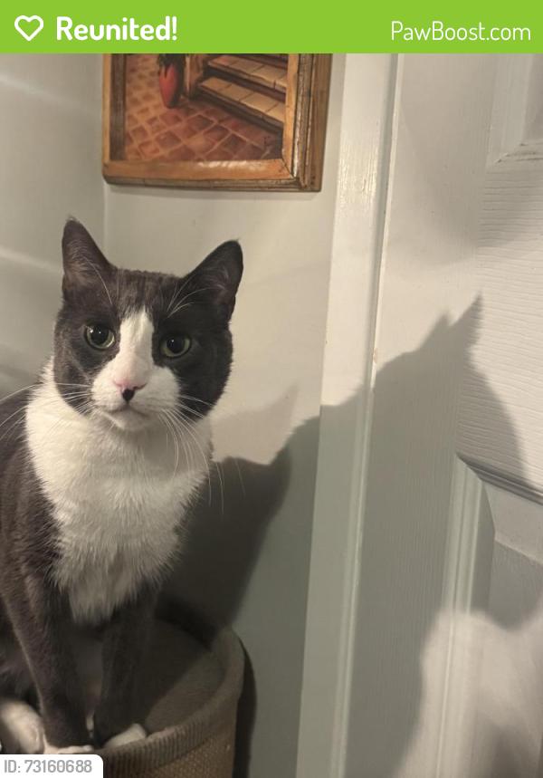 Reunited Male Cat last seen Last known area was w 77th st in westchester, Los Angeles, CA 90045