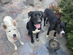 Found/Stray Unknown Dog last seen Calle Fresca Way, Riverside County, CA 92592