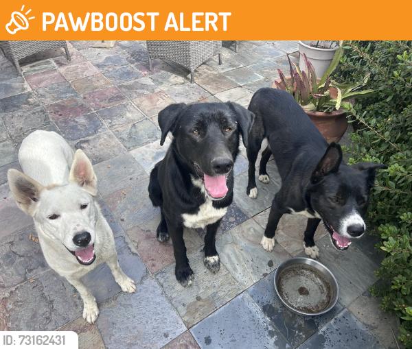 Found/Stray Unknown Dog last seen Calle Fresca Way, Riverside County, CA 92592