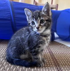Shelter Stray Male Cat last seen NE Portland, PORTLAND, OR, 97211, 1700 W Historic Columbia River Hwy, Troutdale, OR 97060, USA
