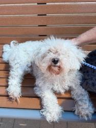 Shelter Stray Female Dog last seen Moores Bridge Road, DEL VALLE, TX, 78617, 7201 Levander Loop bldg a, Austin, TX 78702, USA