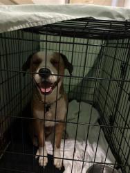 Shelter Stray Male Dog last seen Near Battle Bend Boulevard, AUSTIN, TX, 78745, 7201 Levander Loop bldg a, Austin, TX 78702, USA