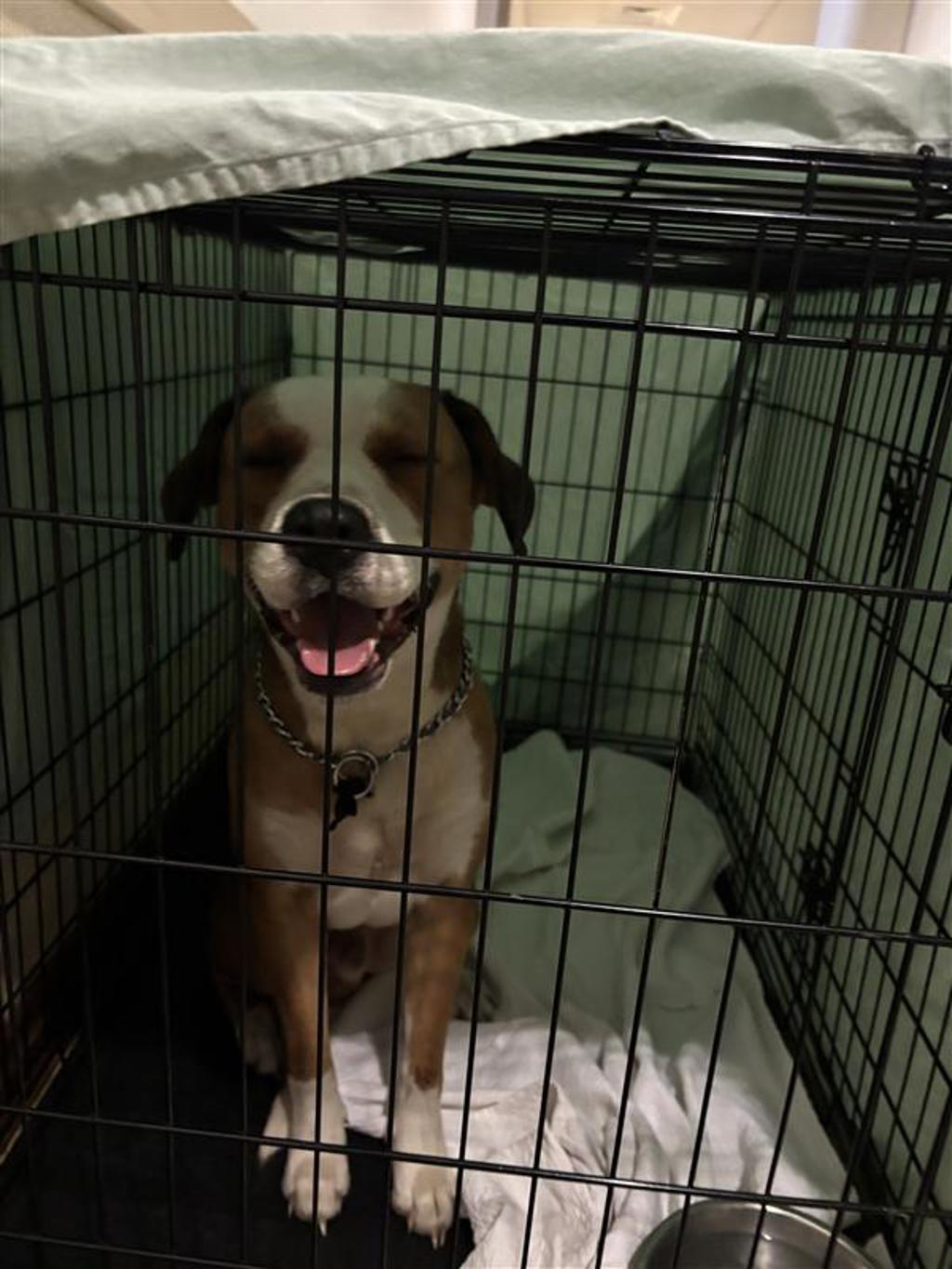 Shelter Stray Male Dog last seen Near Battle Bend Boulevard, AUSTIN, TX, 78745, 7201 Levander Loop bldg a, Austin, TX 78702, USA