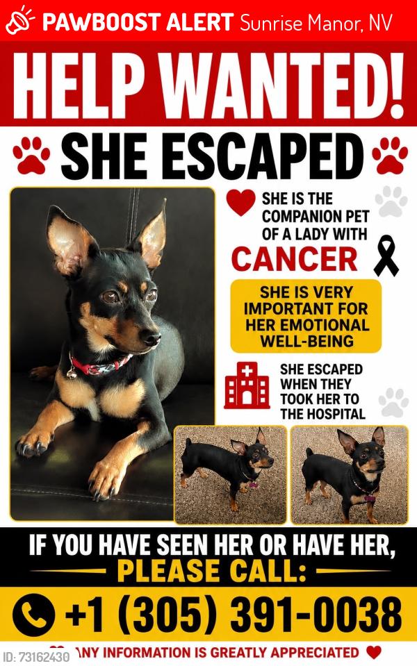 Lost Female Dog last seen Nellis y Vegas Valley, Sunrise Manor, NV 89142