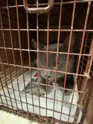Shelter Stray Unknown Cat last seen Near Banister Lane, AUSTIN, TX, 78704, 7201 Levander Loop bldg a, Austin, TX 78702, USA