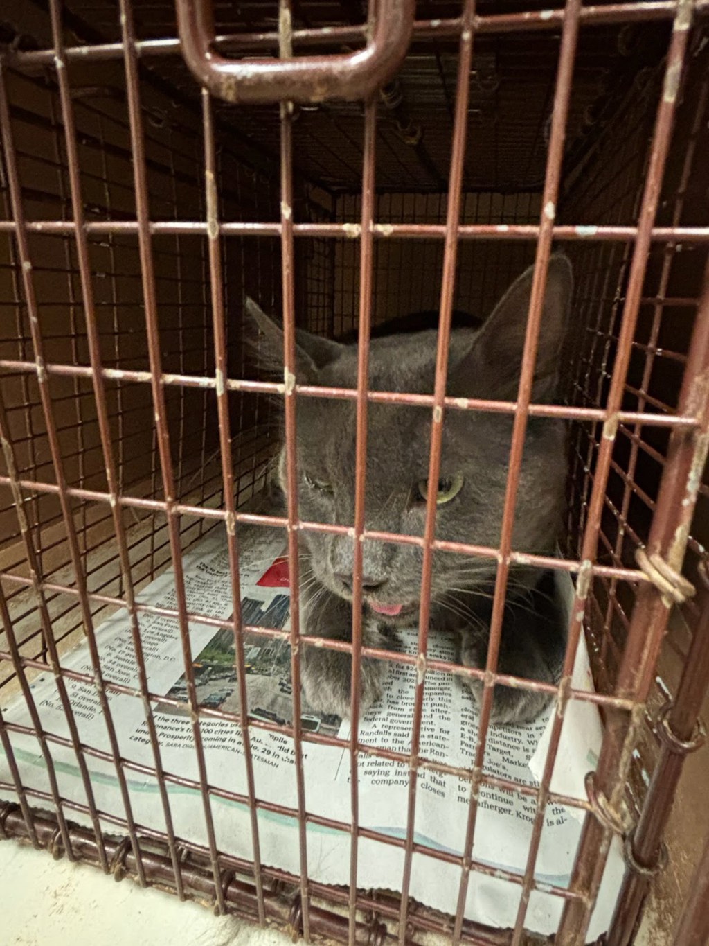 Shelter Stray Male Cat last seen Near Banister Lane, AUSTIN, TX, 78704, 7201 Levander Loop bldg a, Austin, TX 78702, USA