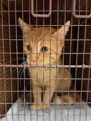 Shelter Stray Unknown Cat last seen Near Vandever Street, AUSTIN, TX, 78725, 7201 Levander Loop bldg a, Austin, TX 78702, USA