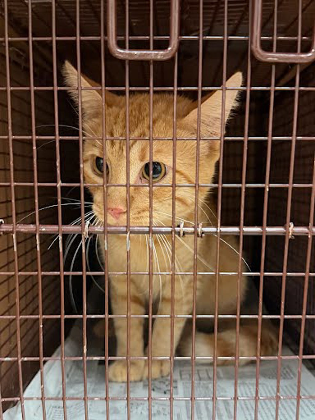 Shelter Stray Male Cat last seen Near Vandever Street, AUSTIN, TX, 78725, 7201 Levander Loop bldg a, Austin, TX 78702, USA