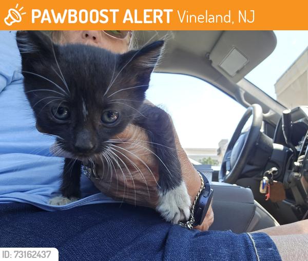 Found/Stray Female Cat last seen Brass tap, Vineland, NJ 08360