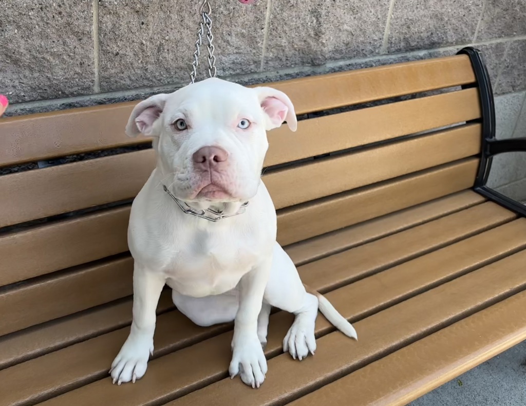 Shelter Stray Female Dog last seen Near W 65 Street, NEW YORK, NY, 10023, 326 E 110th St, New York, NY 10029, USA