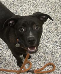 Shelter Stray Male Dog last seen 72nd and depew, Westminster, CO, 80003, 580 McIntyre St, Golden, CO 80401, USA