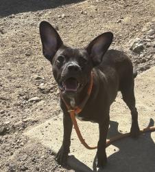 Shelter Stray Male Dog last seen 72nd and depew, Westminster, CO, 80003, 580 McIntyre St, Golden, CO 80401, USA