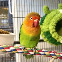 Shelter Stray Unknown Bird last seen Near W 10th Avenue, Golden, CO, 80401, 580 McIntyre St, Golden, CO 80401, USA