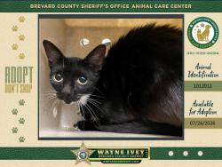 Shelter Stray Unknown Cat last seen Near Golfview Drive, TITUSVILLE, FL, 32780, 5100 W Eau Gallie Blvd, Melbourne, FL 32934, USA