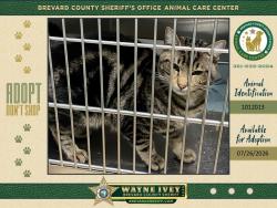 Shelter Stray Male Cat last seen Near Guinevere Drive, TITUSVILLE, FL, 32780, 5100 W Eau Gallie Blvd, Melbourne, FL 32934, USA