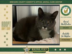 Shelter Stray Unknown Cat last seen Near Cheney Highway, TITUSVILLE, FL, 32780, 5100 W Eau Gallie Blvd, Melbourne, FL 32934, USA
