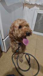 Reunited Male Dog last seen Challenge Charter School, Queens, NY 11691
