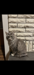 Lost Male Cat last seen 172nd and 18th street by pacific middle school, Vancouver, WA 98684