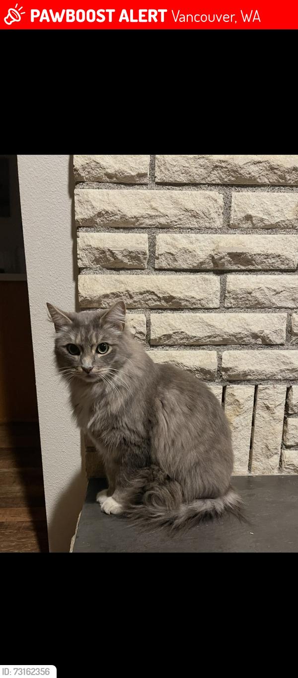 Lost Male Cat last seen 172nd and 18th street by pacific middle school, Vancouver, WA 98684